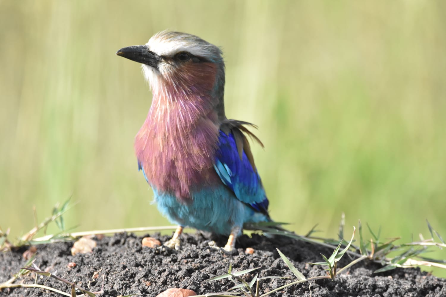 Small Bird