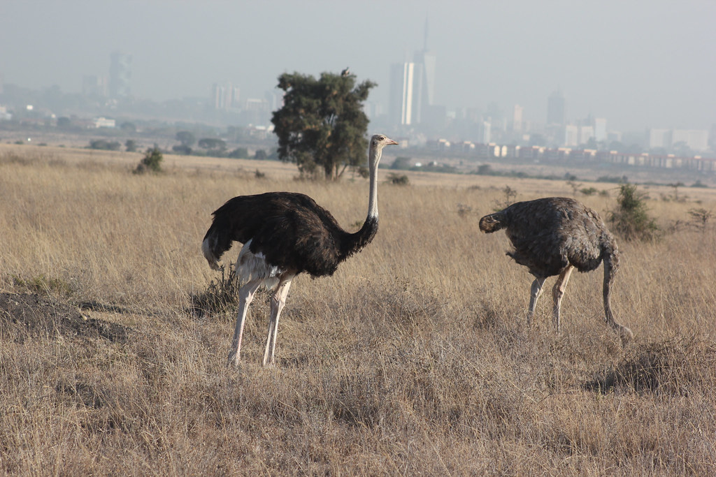 Nairobi National Park